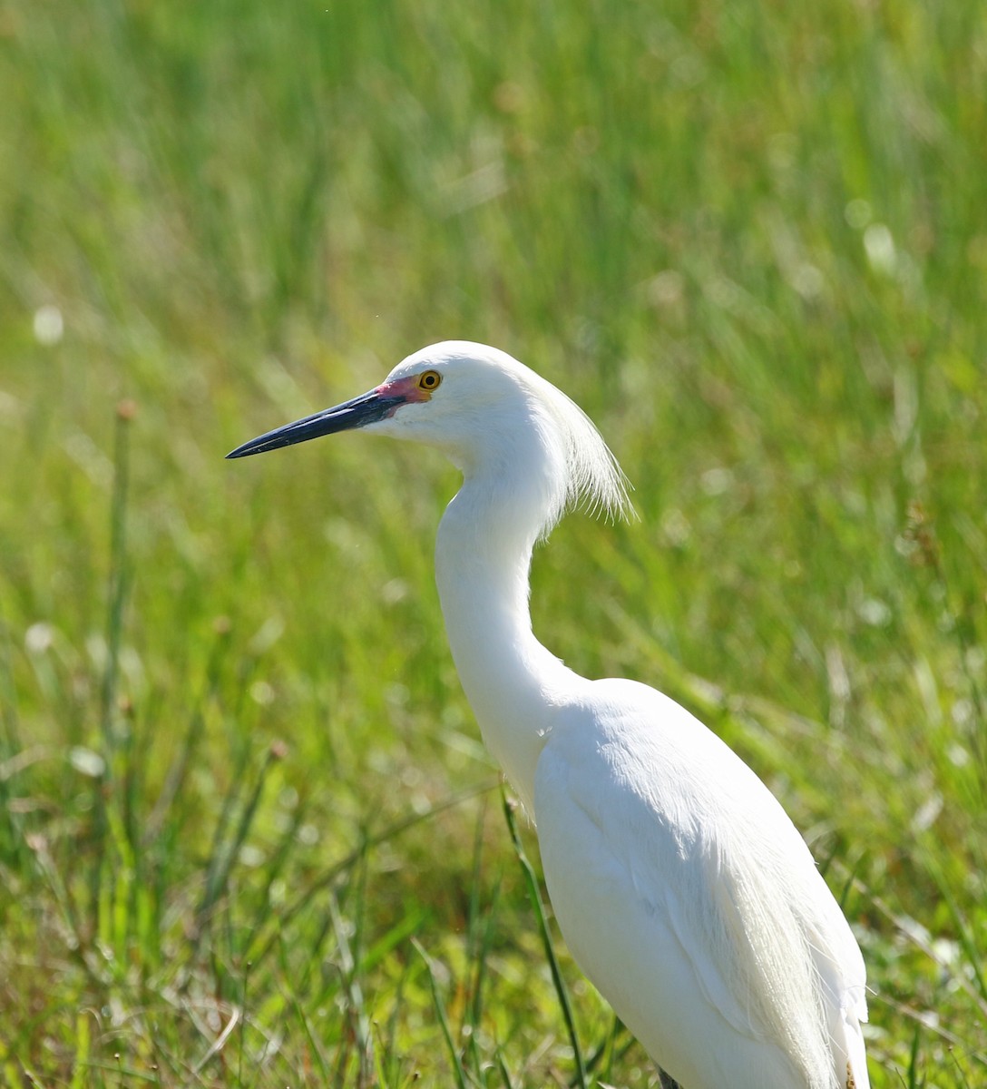 Snowy Egret - Elizabeth Brensinger