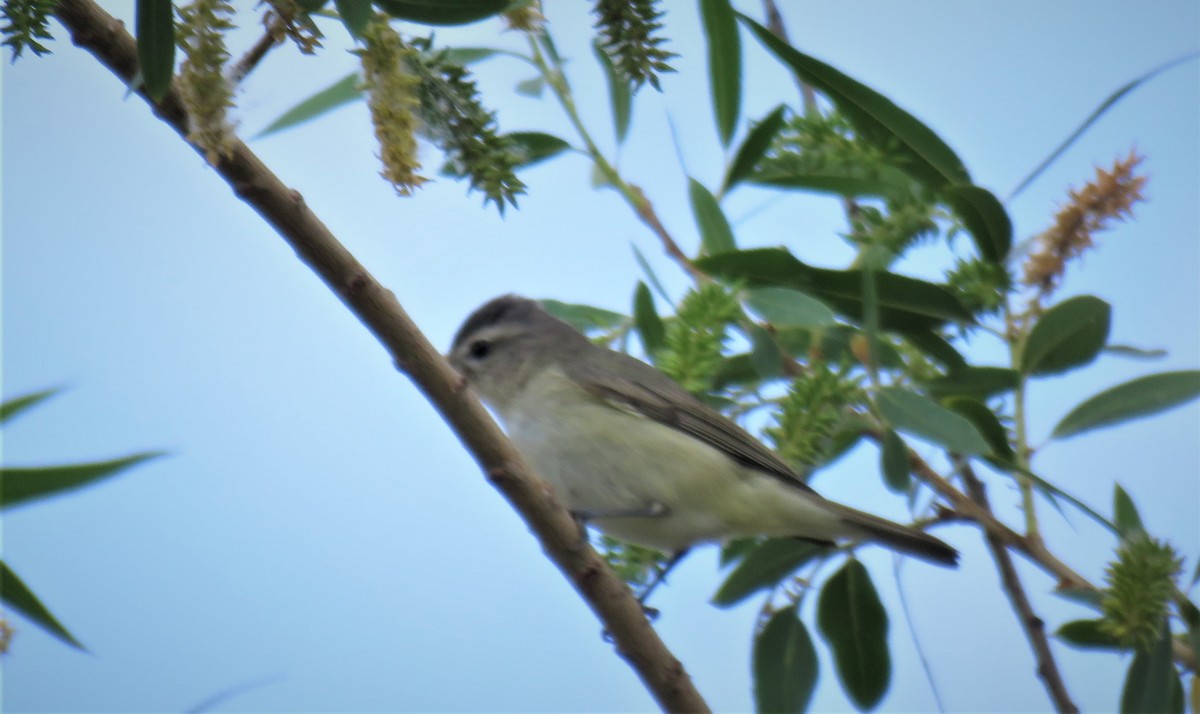 Vireo Gorjeador (grupo swainsoni) - ML330248541