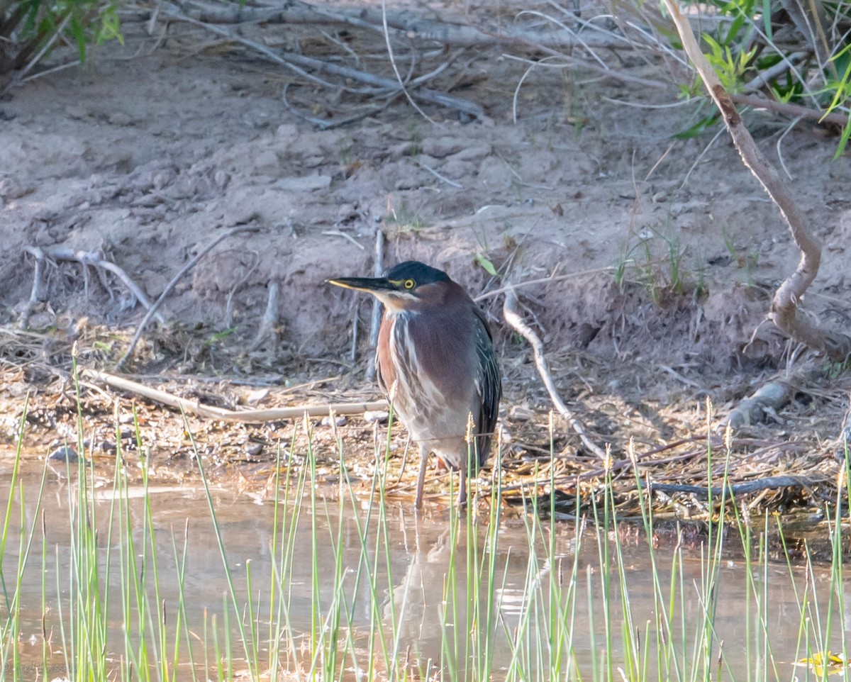 Green Heron - ML330249201