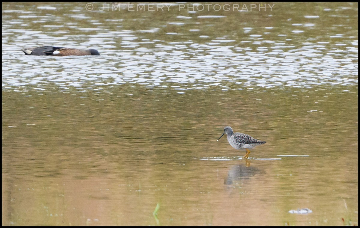 Greater Yellowlegs - Jim Emery