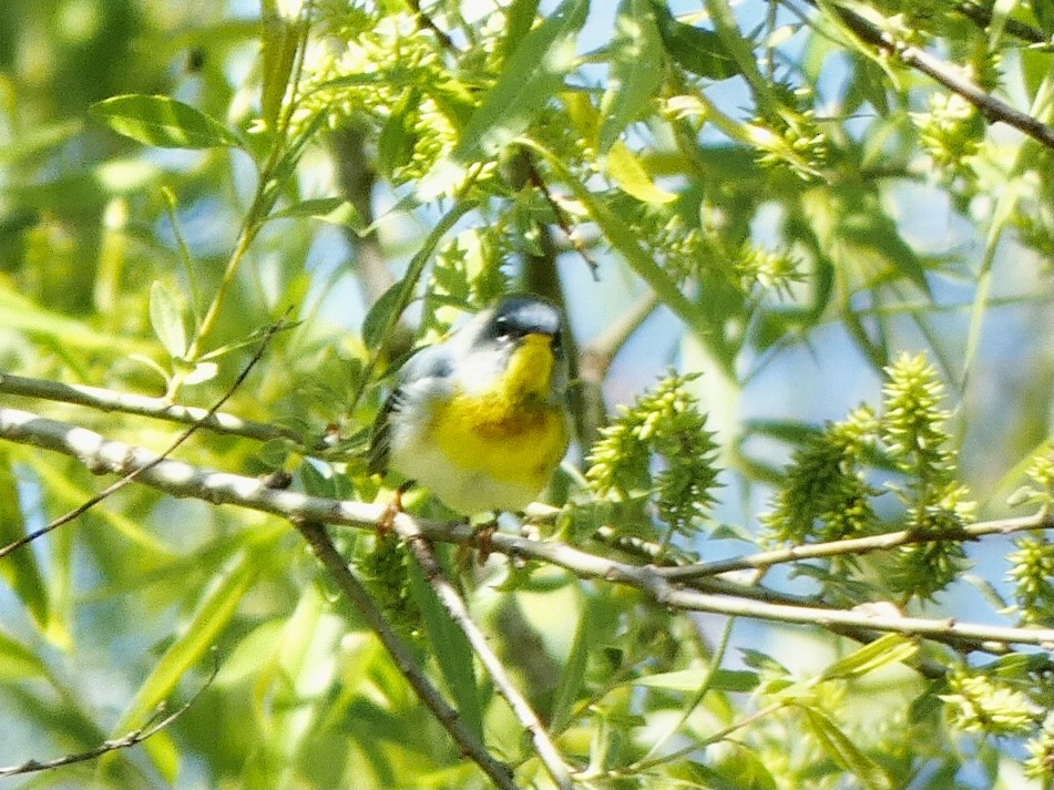 Northern Parula - ML330252291