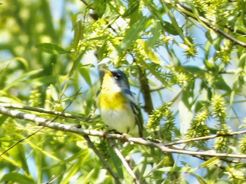 Northern Parula - ML330252391