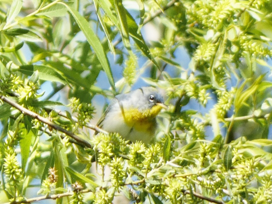 Northern Parula - ML330252481