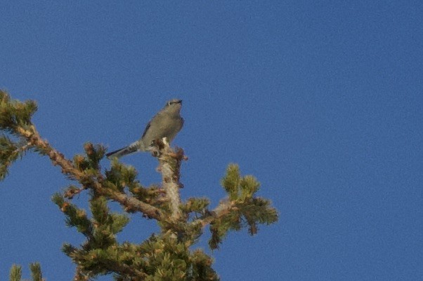 Townsend's Solitaire - ML330253871