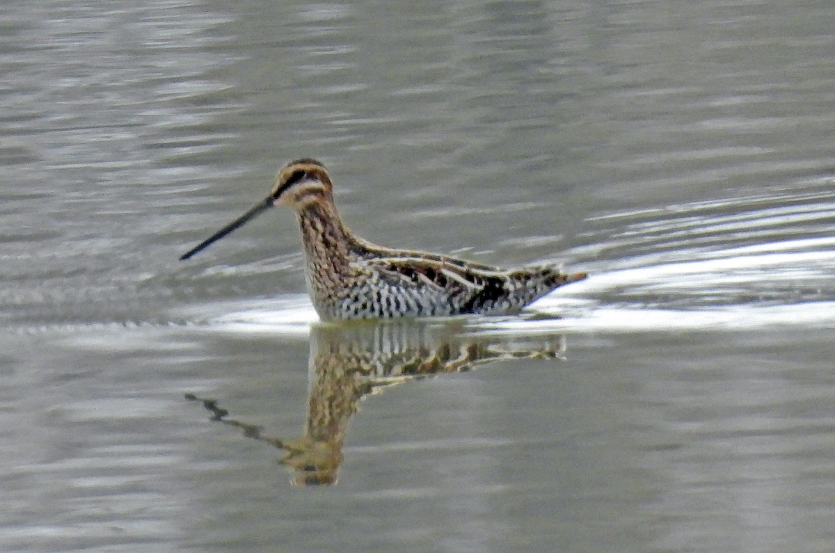 Wilson's Snipe - Charles Hundertmark