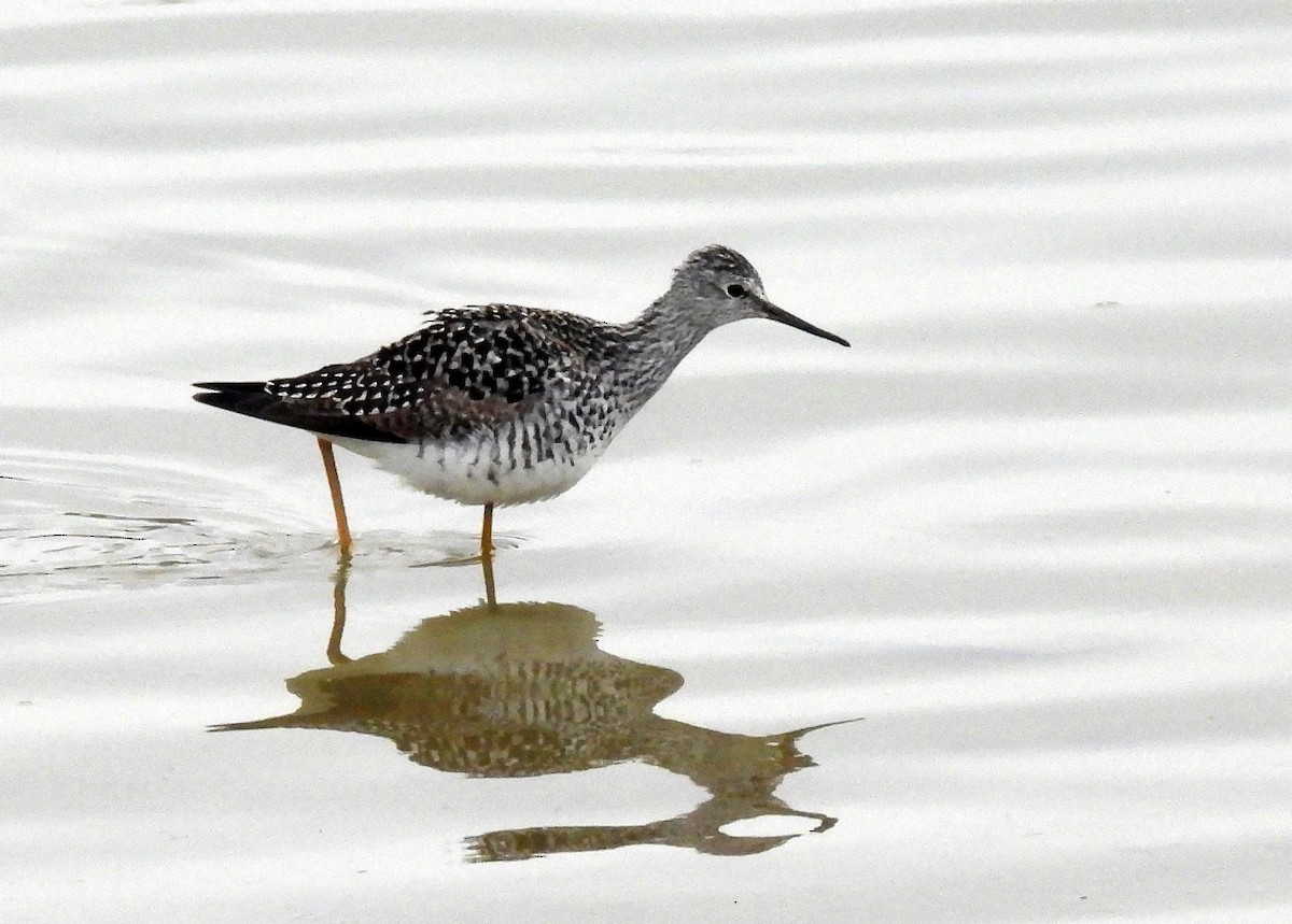 Greater Yellowlegs - Charles Hundertmark