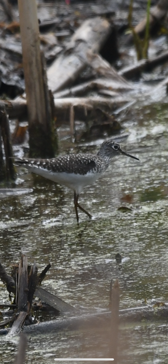 Solitary Sandpiper - ML330255071
