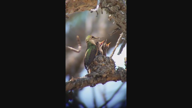 Calliope Hummingbird - ML330258071