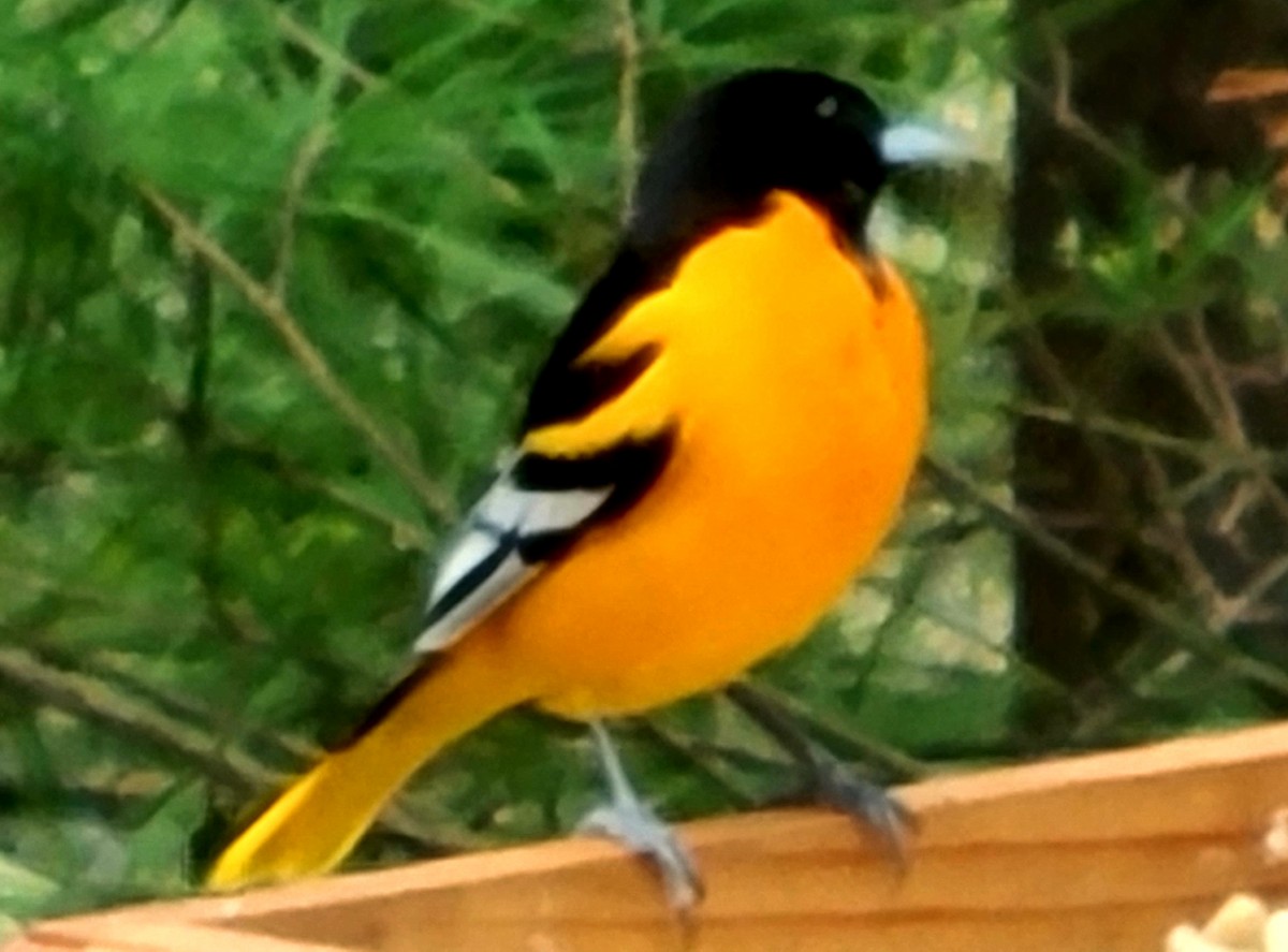 Baltimore Oriole - ML330258671