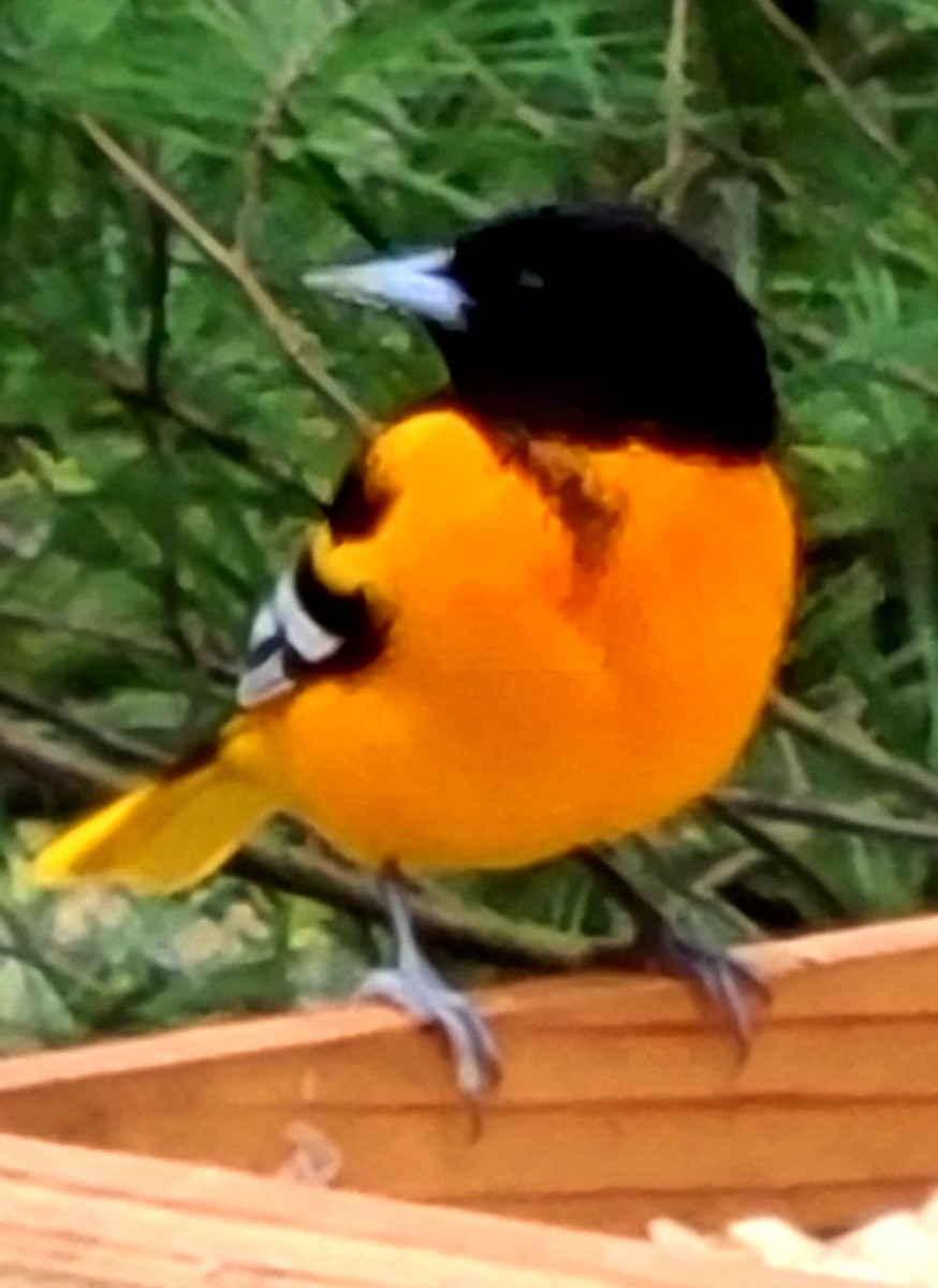 Baltimore Oriole - ML330258701