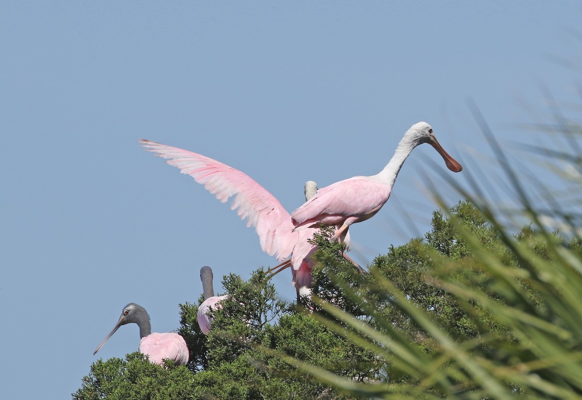 Roseate Spoonbill - ML330260671