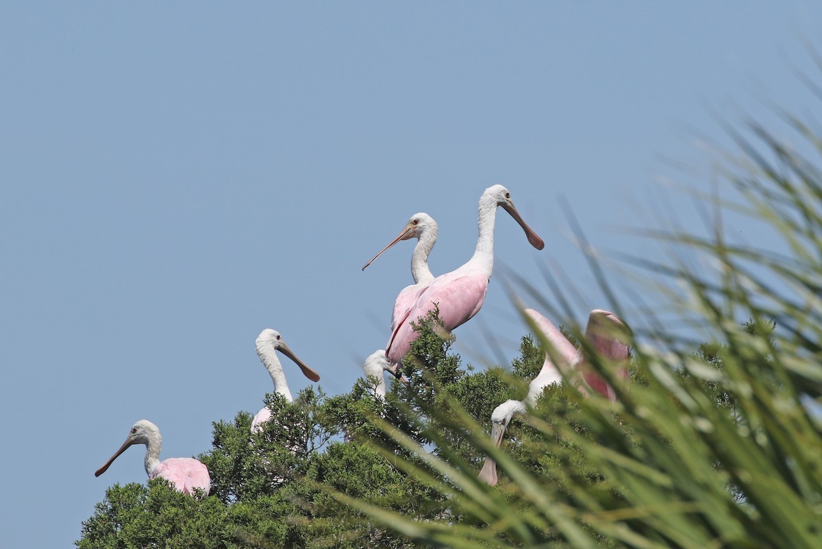 Roseate Spoonbill - ML330260691