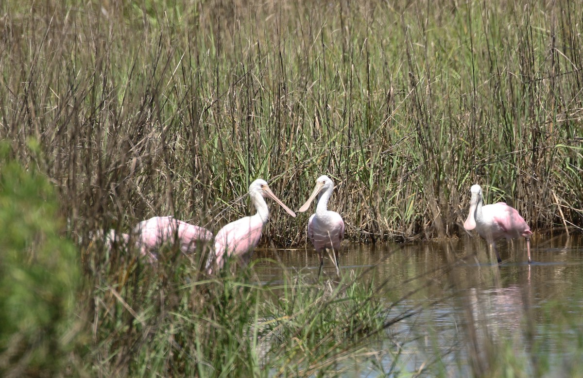 Roseate Spoonbill - ML330260701