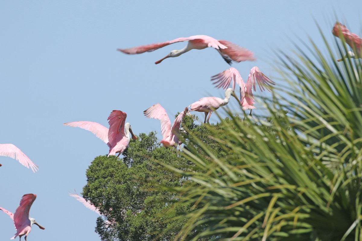 Roseate Spoonbill - ML330260711