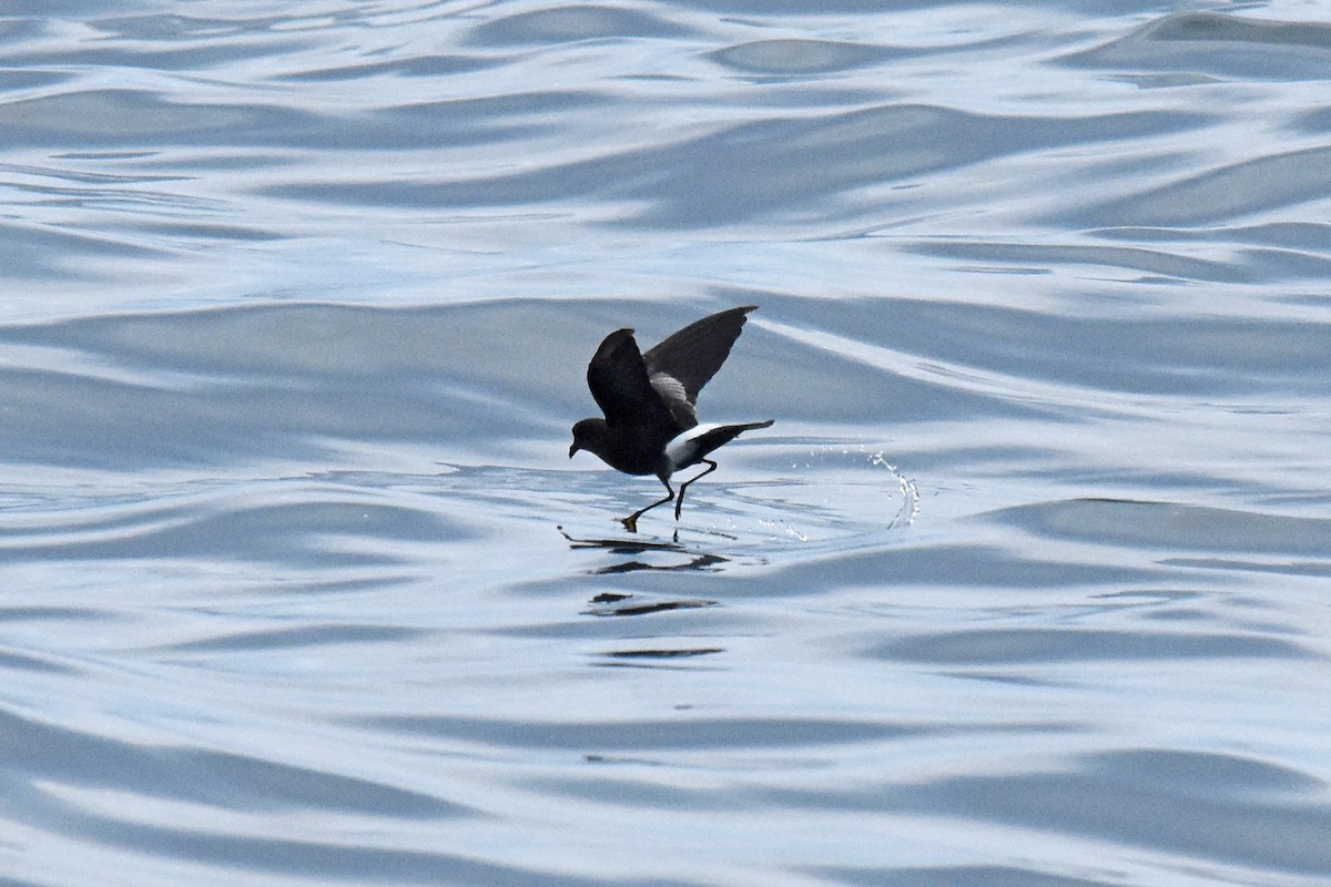 Wilson's Storm-Petrel - Liz Voellinger