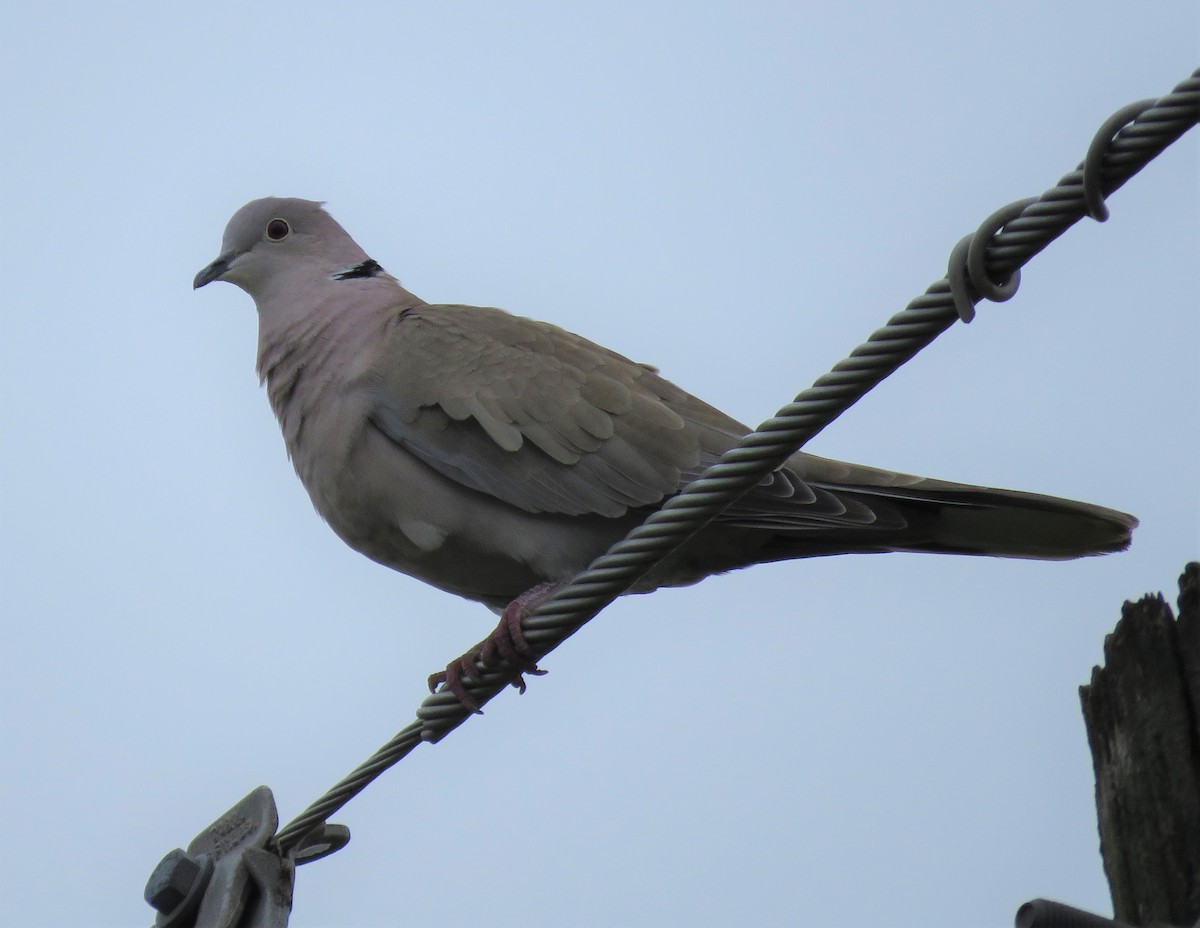 Eurasian Collared-Dove - Todd Ballinger