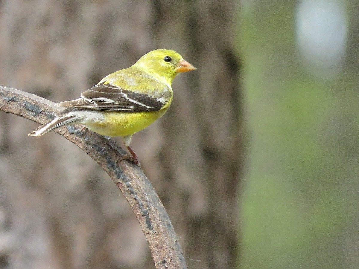 American Goldfinch - ML330263121