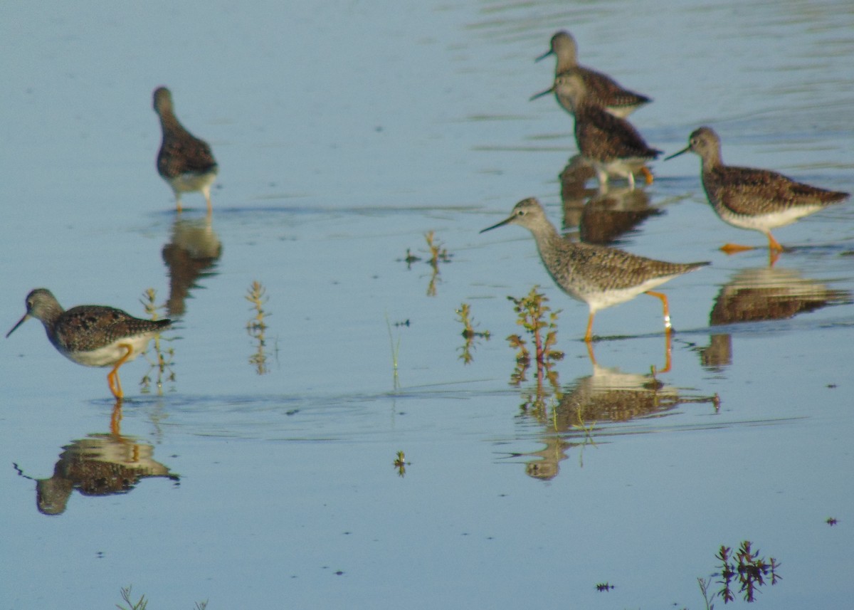 Lesser Yellowlegs - ML330266871