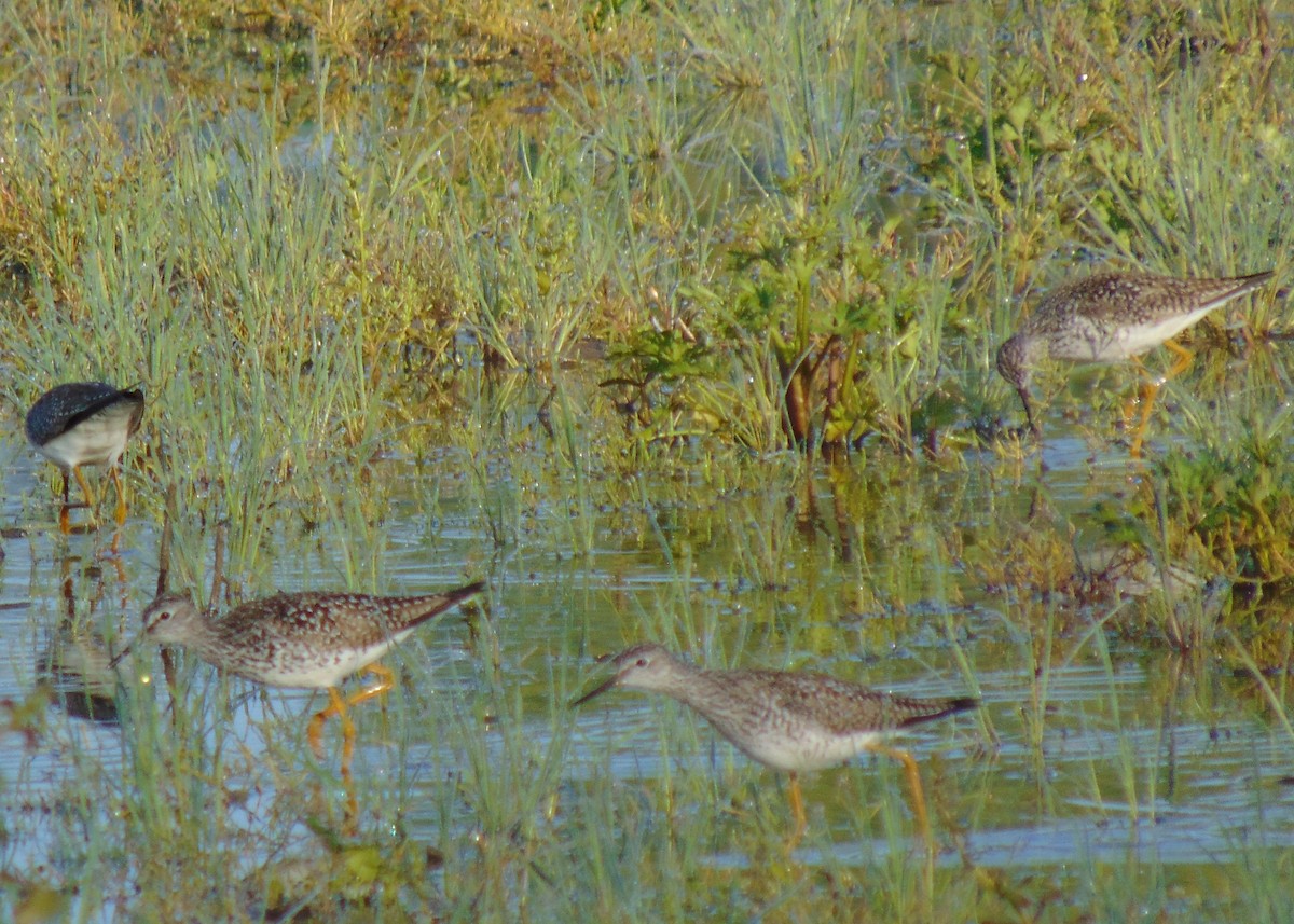 Lesser Yellowlegs - ML330266911