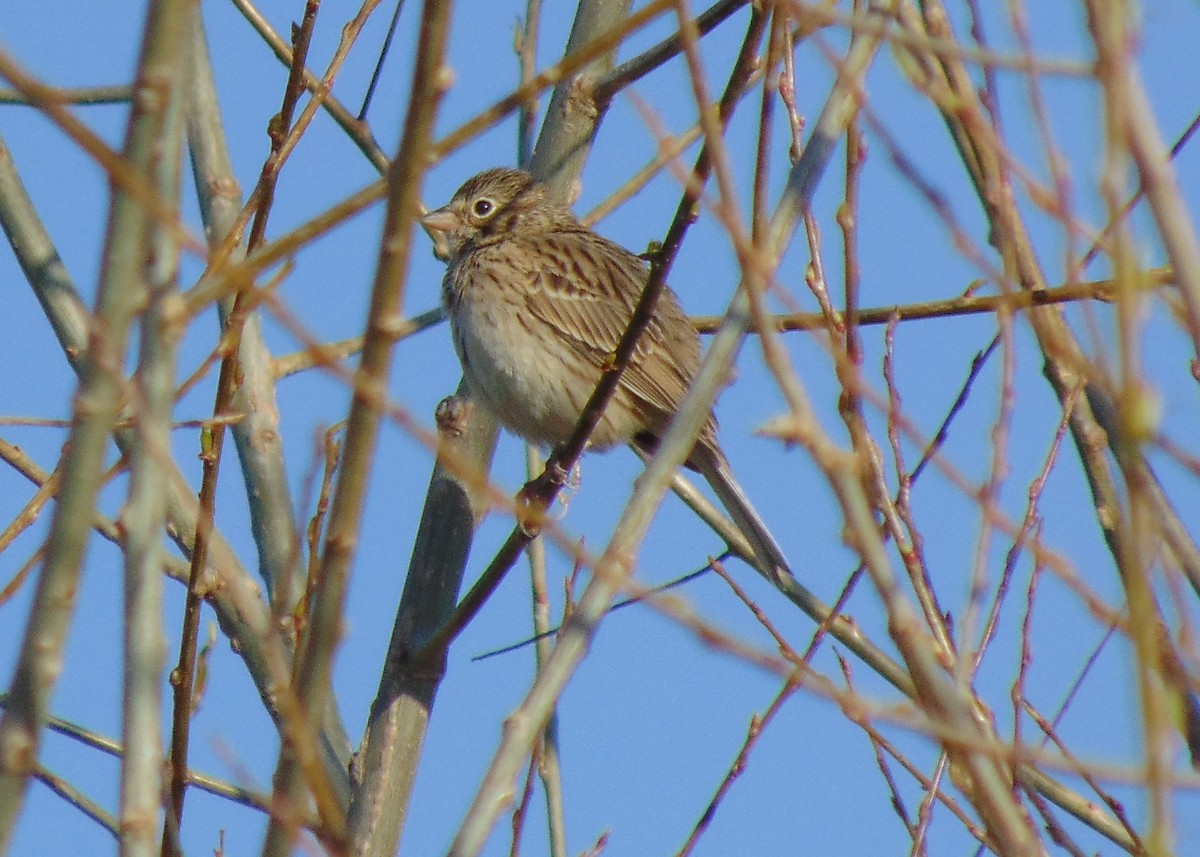 Vesper Sparrow - ML330267081
