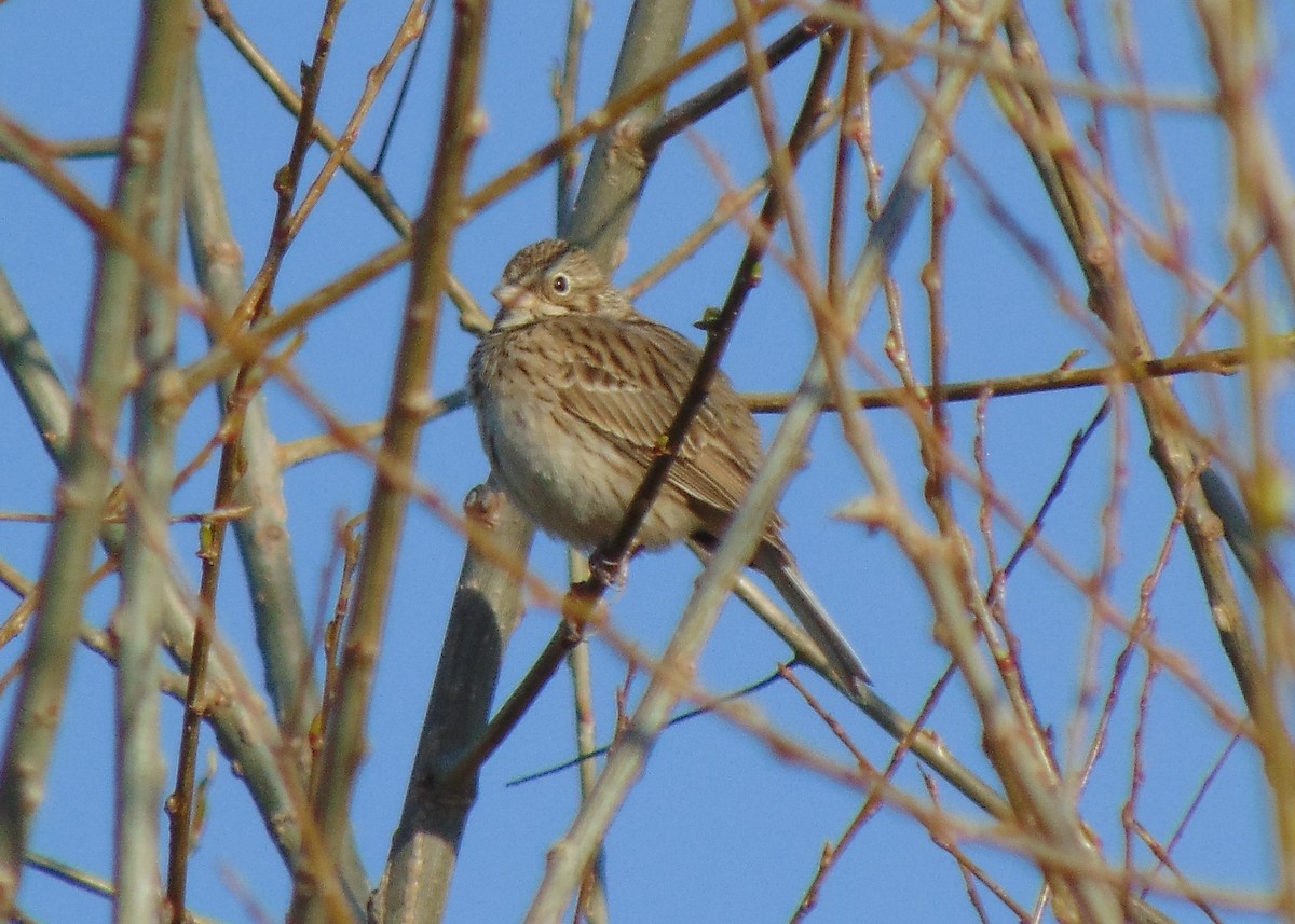 Vesper Sparrow - ML330267141