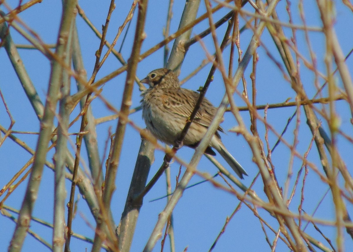 Vesper Sparrow - ML330267171