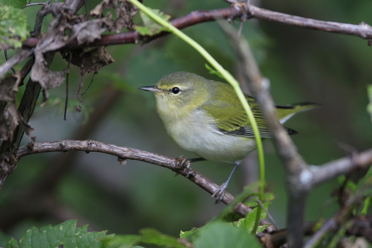 Tennessee Warbler - Don Blecha