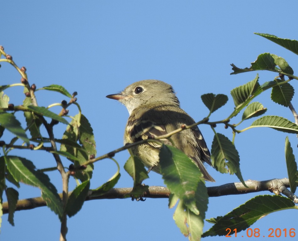 Least Flycatcher - ML33026751