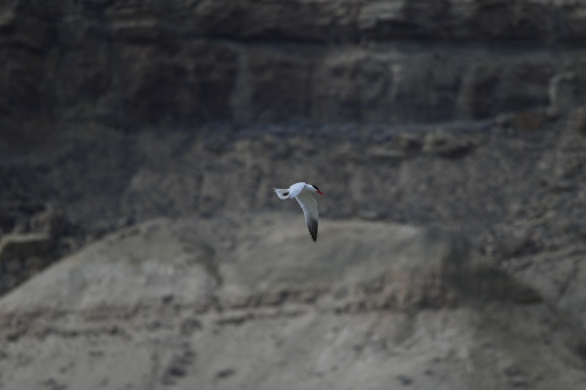 Caspian Tern - Jeff Wagner