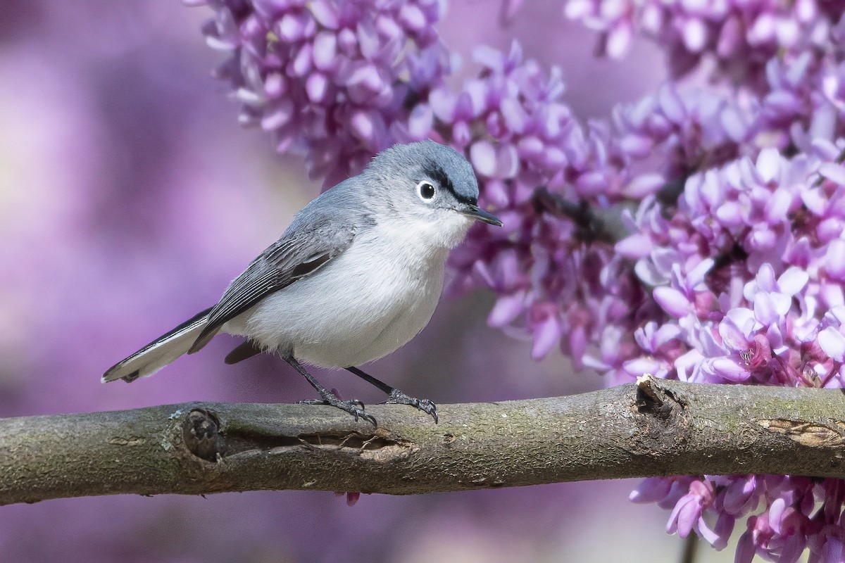 Blue-gray Gnatcatcher - ML330267781