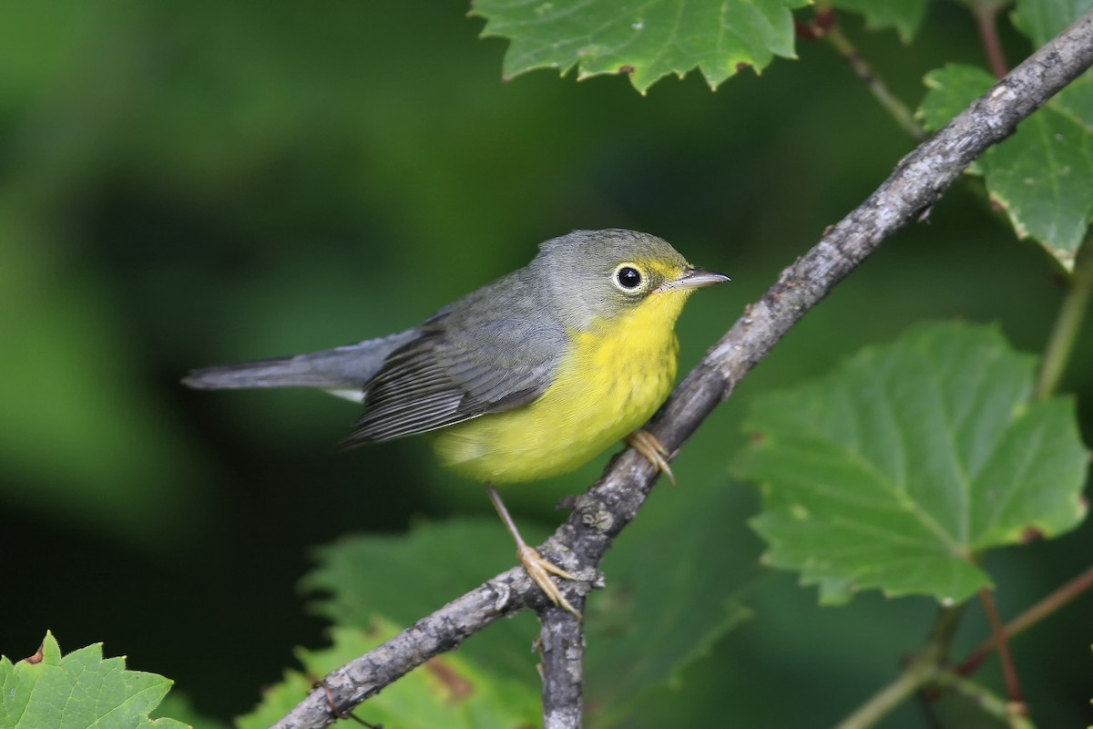 Canada Warbler - Don Blecha