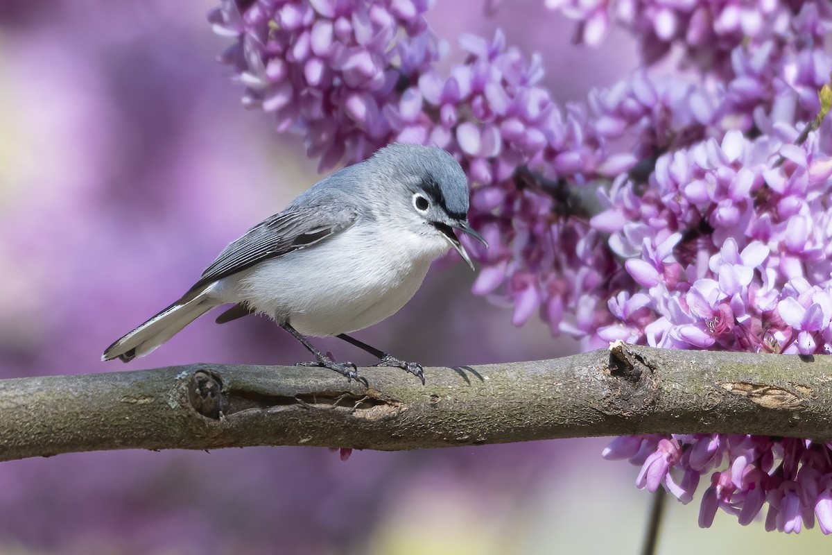 Blue-gray Gnatcatcher - ML330267821