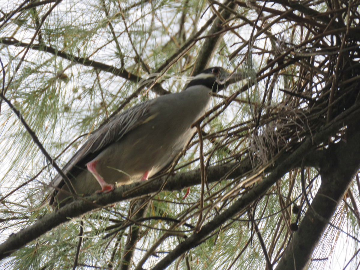 Red-bellied Woodpecker - ML330269391