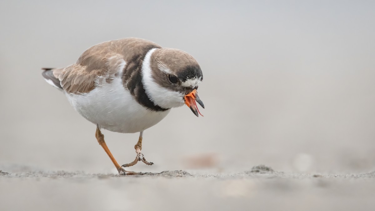 Semipalmated Plover - Mason Maron