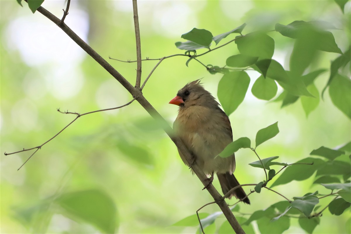 Northern Cardinal - ML330271231