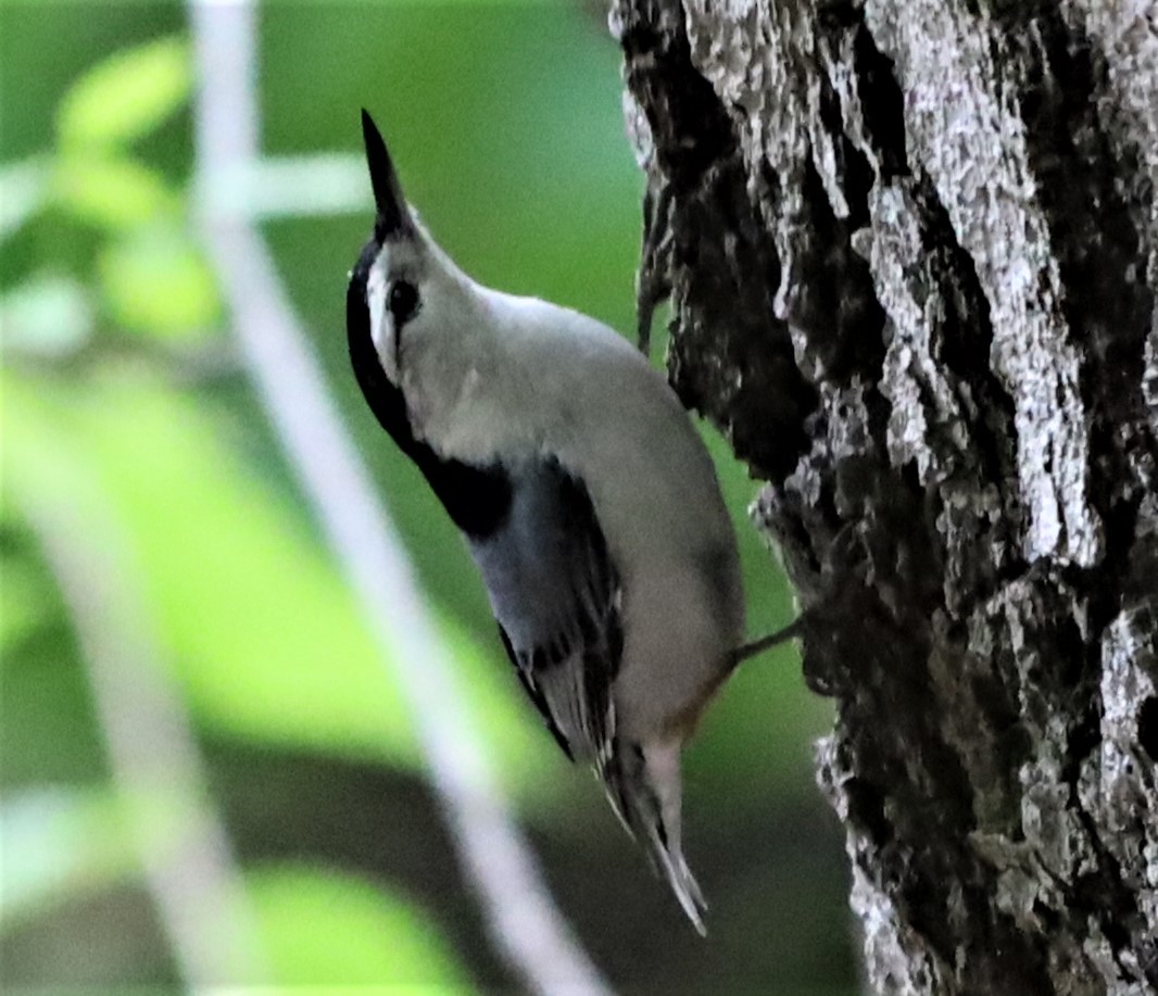 White-breasted Nuthatch - ML330271551