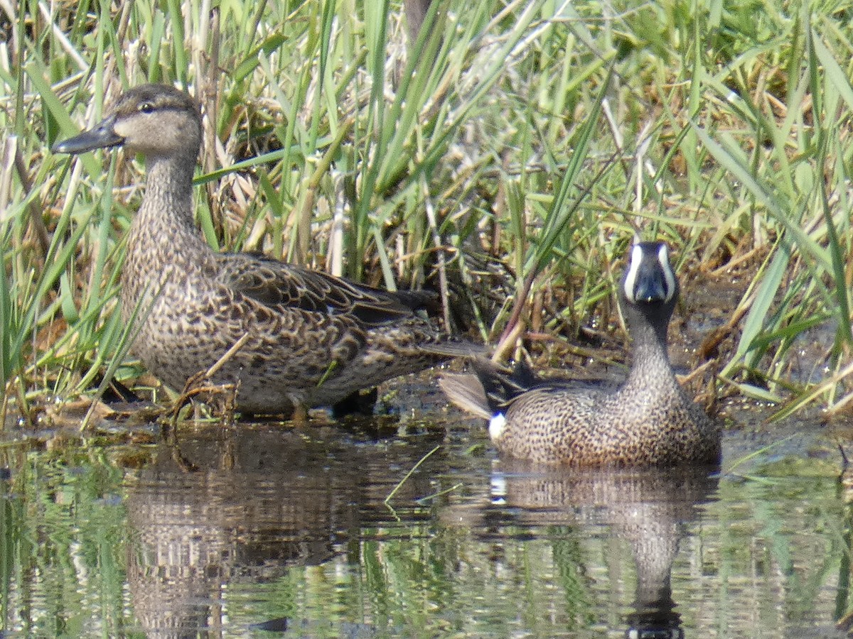 Blue-winged Teal - ML330271881