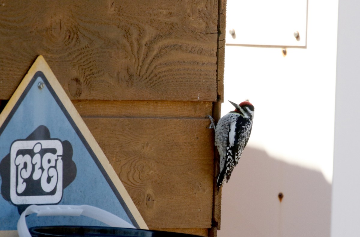 Yellow-bellied Sapsucker - ML330273131