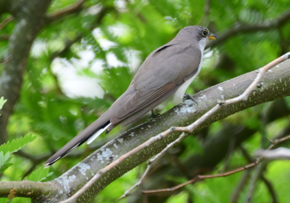 Yellow-billed Cuckoo - James Bozeman