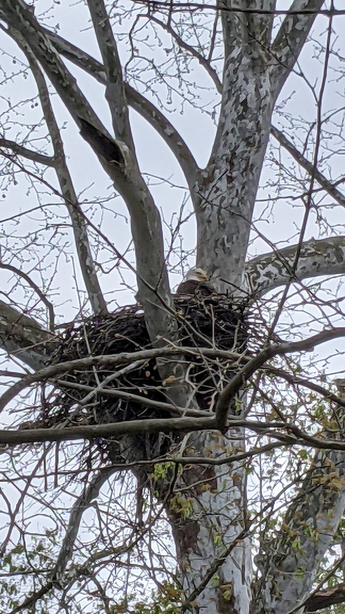 Bald Eagle - ML330278471