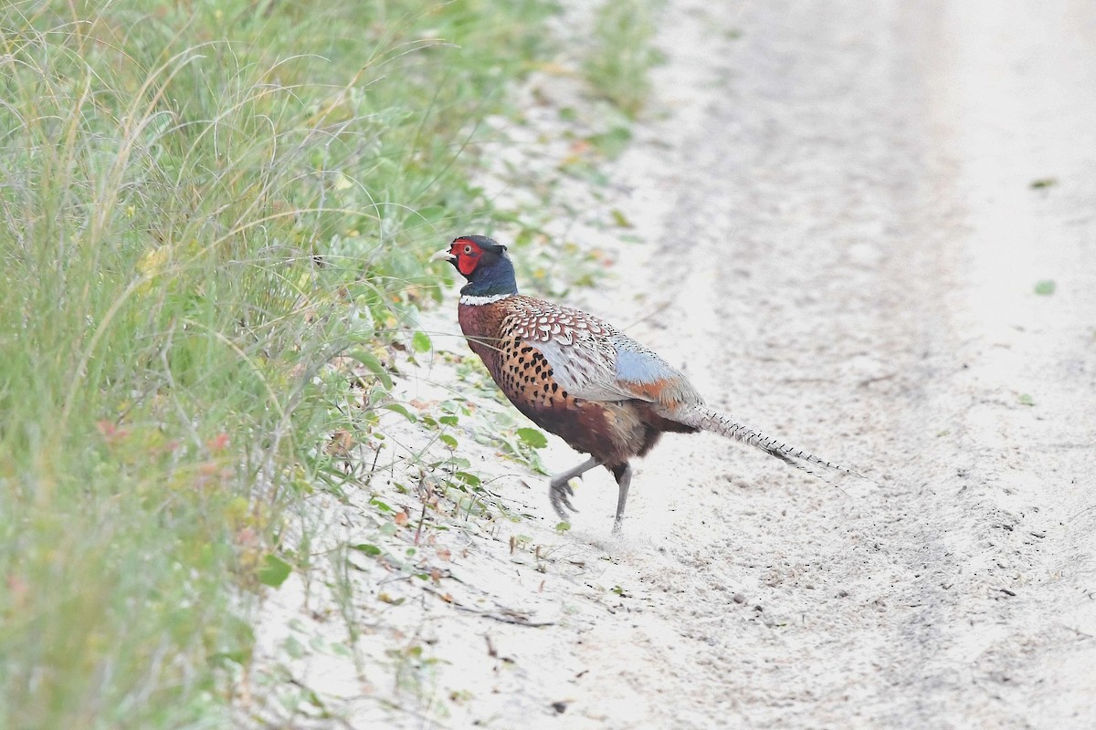 פסיון מצוי - ML330279331