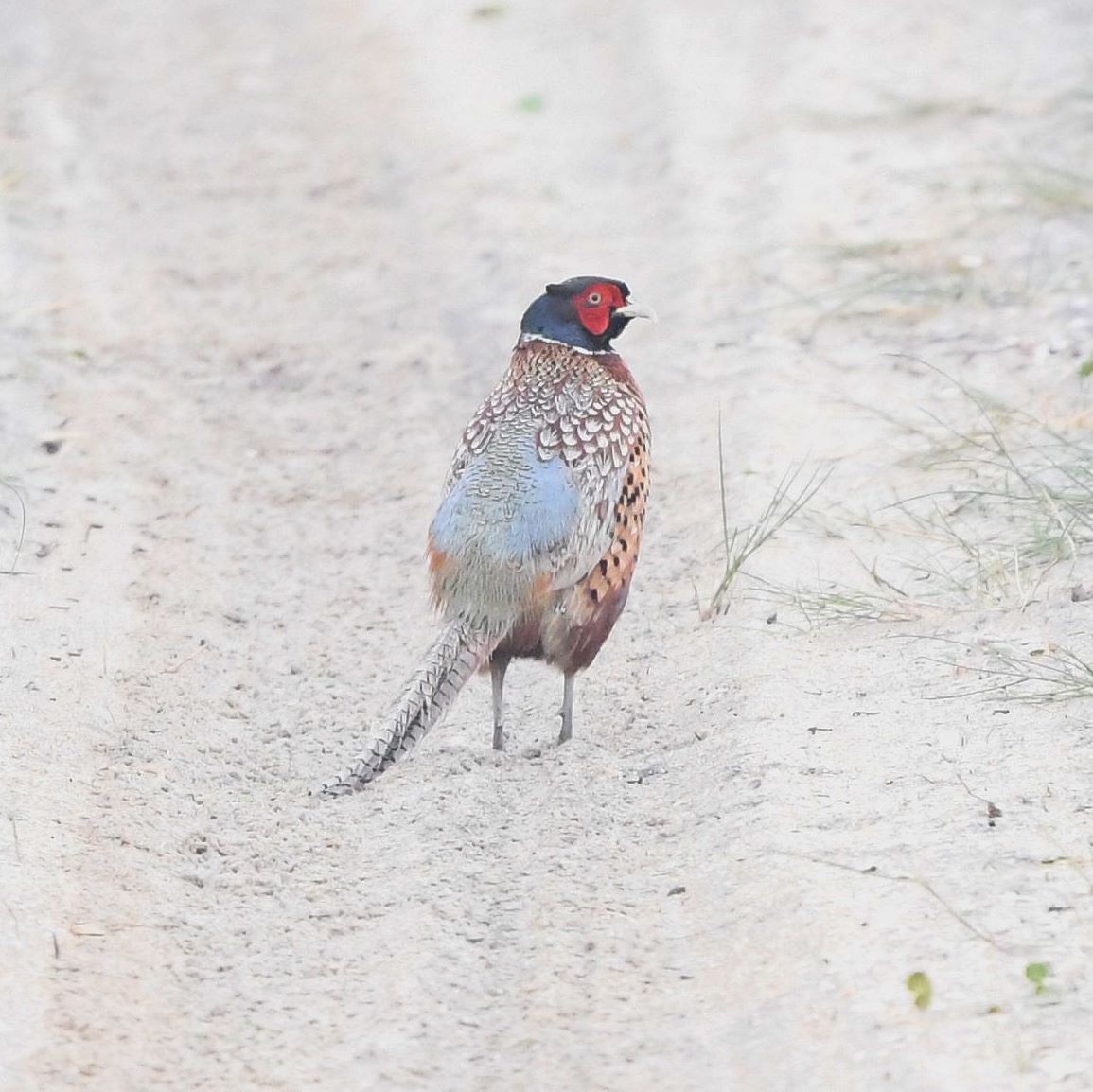 פסיון מצוי - ML330279341