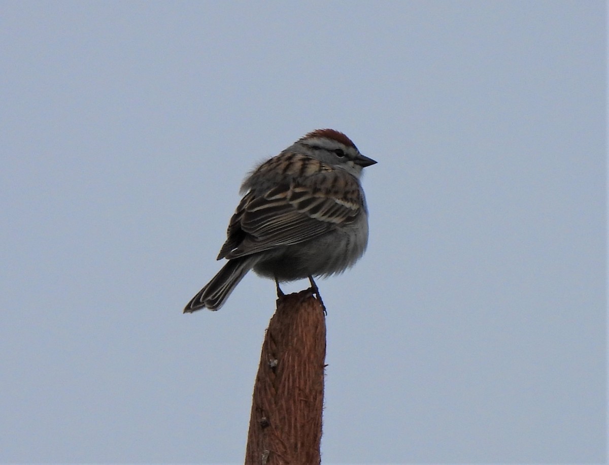 Chipping Sparrow - Rick Bennett