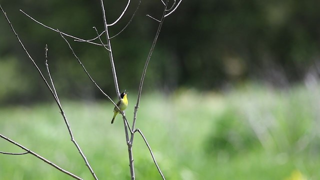 Common Yellowthroat - ML330282141