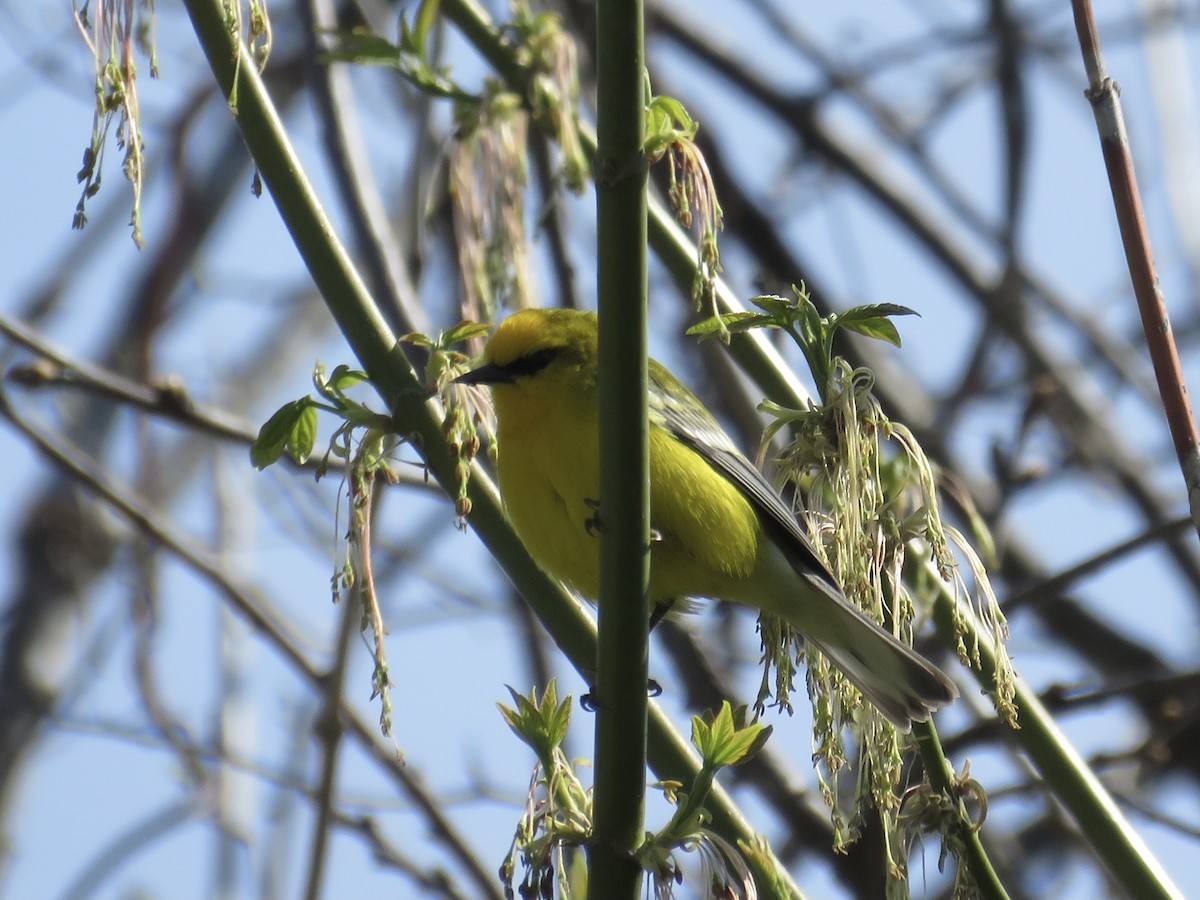 Blue-winged Warbler - ML330285851