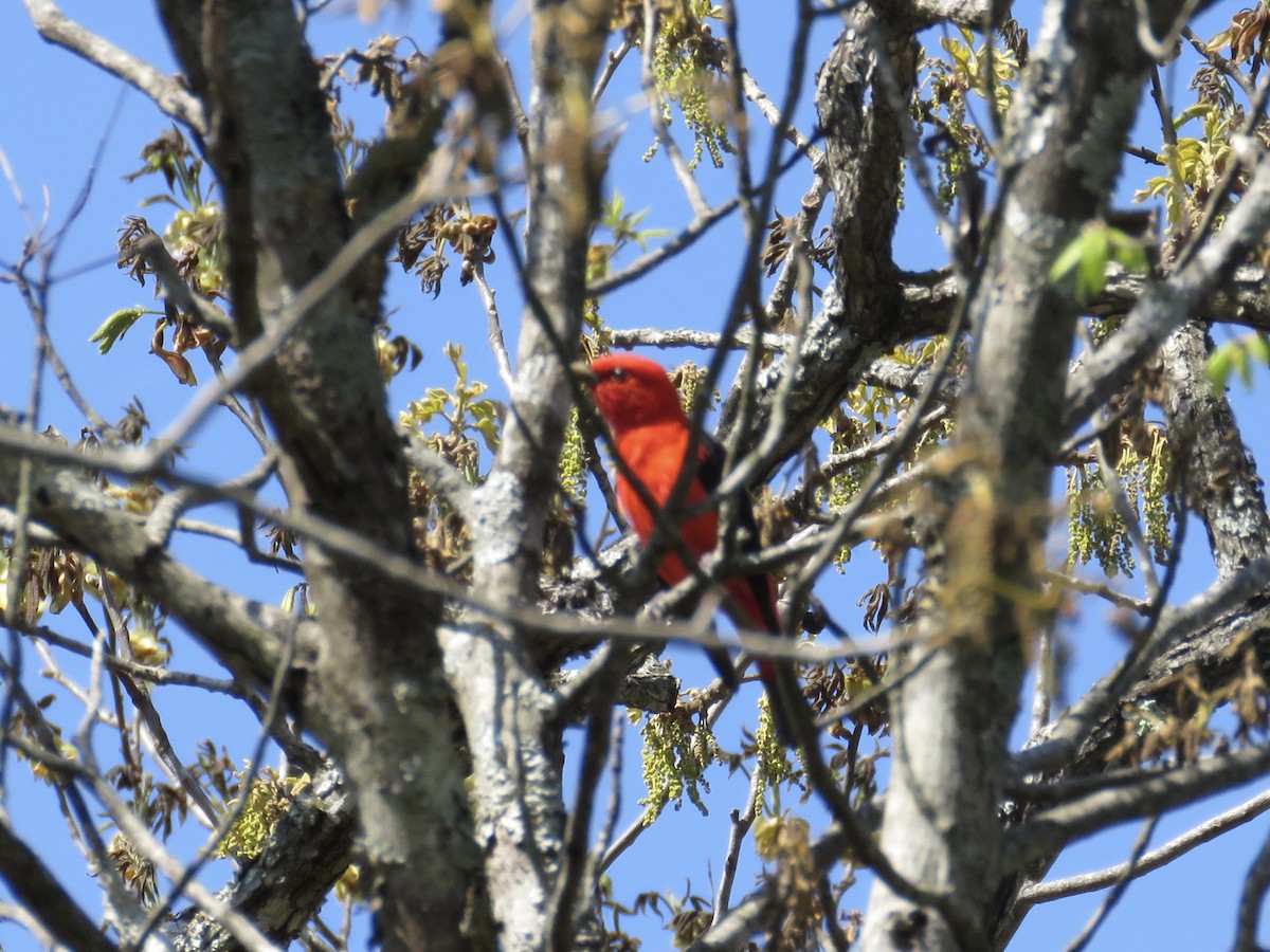 Scarlet Tanager - ML330285981