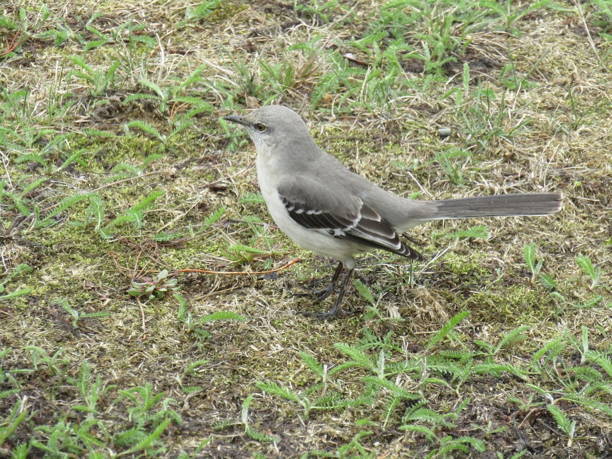 Northern Mockingbird - ML330286421