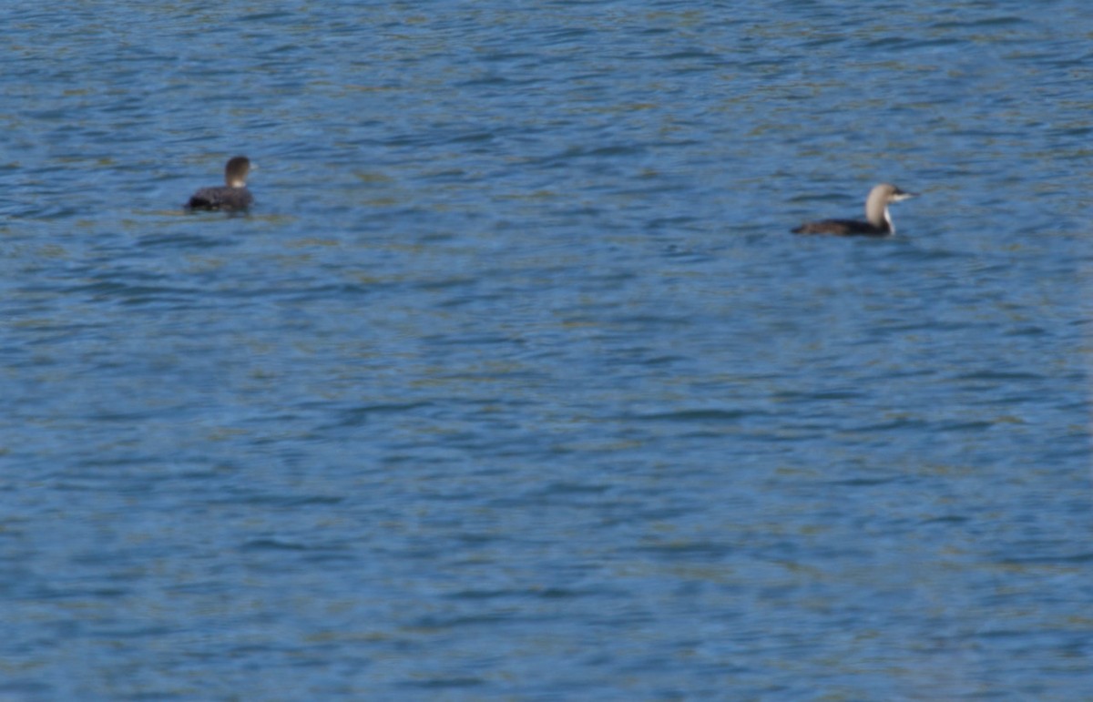 Pacific Loon - ML330286721