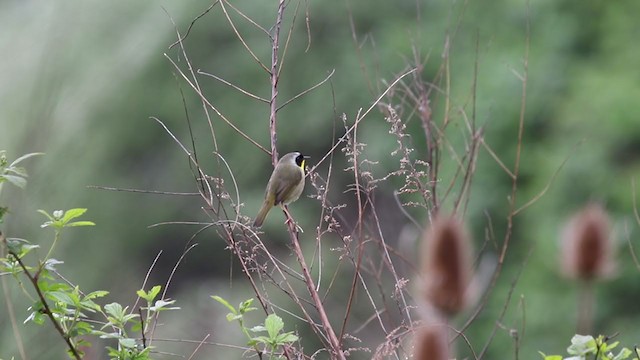 Common Yellowthroat - ML330286791