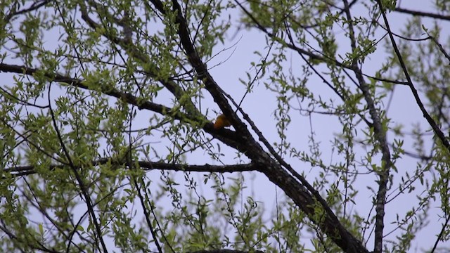 Prothonotary Warbler - ML330287321